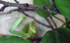 Ordnung Mantodea (Burmeister, 1838)