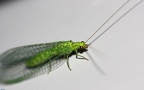 Ordnung Neuroptera (Planipennia) (Linnæus, 1758)