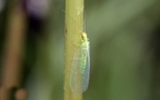 Familie Chrysopidae (Schneider, 1851)
