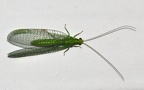Gattung Dichochrysa (Yang, 1991)