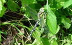 Aeshna cyanea -  2. Fund (Männchen)