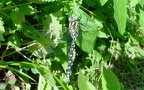 Aeshna cyanea -  2. Fund (Männchen)