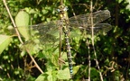 Familie Aeshnidae (Rambur, 1842)