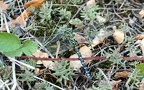 Aeshna cyanea -  7. Fund (Männchen)