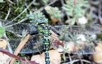 Aeshna cyanea -  7. Fund (Männchen)