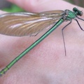 Calopteryx virgo -  2. Fund (Weibchen)