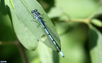 Coenagrion puella -  3. Fund (Männchen)