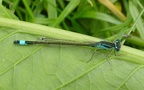 Ischnura elegans (Vander Linden, 1820)