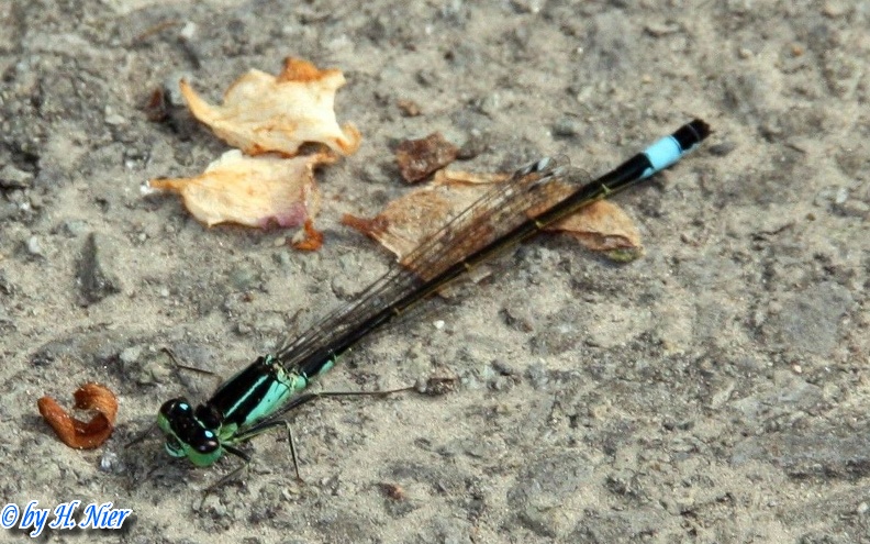 Ischnura elegans -  6. Fund (Männchen)