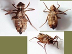 Familie Cordulegasteridae (Calvert, 1893)