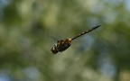 Familie Corduliidae (Kirby, 1890)