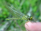 Familie Gomphidae (Rambur, 1842)