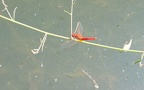 Familie Libellulidae (Rambur, 1842)