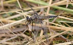 Familie Libellulidae (Rambur, 1842)