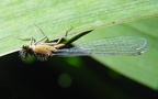 Familie Platycnemidae (Tillyard, 1917)