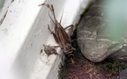 Acheta domesticus -  1. Fund