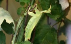 Klasse Insecta (Linnæus, 1758)