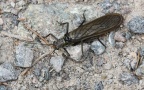 Familie Perlidae (Latreille, 1802)
