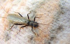 Ordnung Plecoptera (Burmeister, 1839)