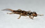 Familie Perlodidae (Klapálek, 1909)