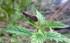 Anabolia nervosa (Curtis, 1834)