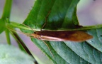 Familie Limnephilidae (Kolenati, 1848) 