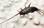 Familie Lepismatidae (Latreille, 1802)