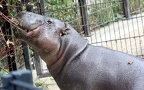 Familie Hippopotamidae (Gray, 1821)