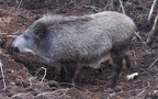 Sus scrofa scrofa -  1. Fund