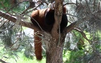 Ailurus fulgens -  1. Fund