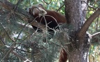 Ailurus fulgens -  1. Fund