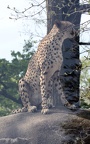 Acinonyx jubatus -  1. Fund