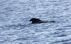 Ordnung Cetacea (Brisson, 1762)