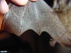 Ordnung Chiroptera (Blumenbach, 1779)