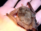 Familie Vespertilionidae (Gray, 1821)