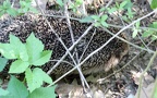 Familie Erinaceidae (Fischer, 1814)
