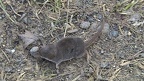 Ordnung Eulipotyphla (Waddell, Okada, Hasegawa, 1999)