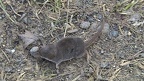 Crocidura leucodon (Hermann, 1780)