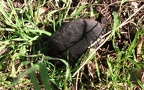 Ordnung Eulipotyphla (Waddell, Okada, Hasegawa, 1999)