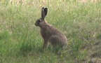 Lepus europaeus - 11. Fund