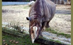 Familie Rhinocerotidae (Gray, 1821)