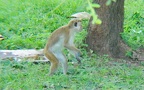 Familie Cercopithecidae (Gray, 1821)