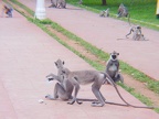 Gattung Semnopithecus (Desmarest, 1822)