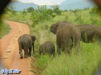 Familie Elephantidae (Gray, 1821)