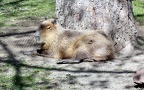 Familie Caviidae (Gray, 1821)