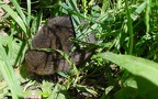 Arvicola terrestris -  1. Fund