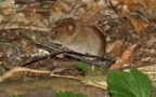Familie Cricetidae (Fischer, 1817)