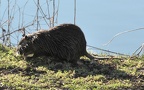 Myocastor coypus (Molina, 1782)