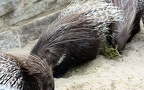 Familie Hystricidae (Fischer, 1817)