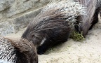 Hystrix indica (H. leucura) (Kerr, 1792)